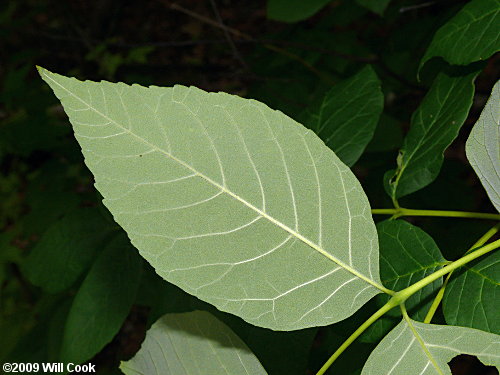 White Ash (Fraxinus americana) leaves