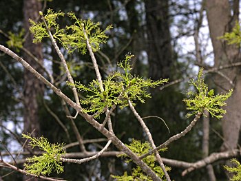 White Ash (Fraxinus americana) flowers