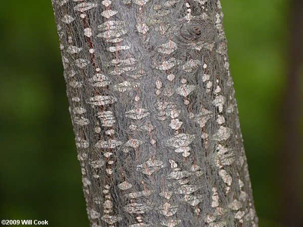 Carolina Buckthorn (Frangula/Rhamnus caroliniana) bark