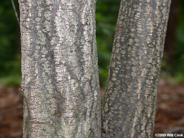 Carolina Buckthorn (Frangula/Rhamnus caroliniana) bark