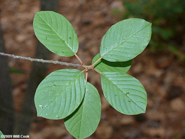Carolina Buckthorn (Frangula/Rhamnus caroliniana) leaves
