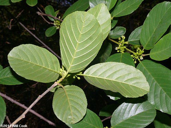 Carolina Buckthorn (Frangula/Rhamnus caroliniana) leaf underside flowers