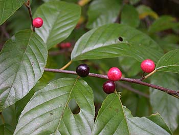 Carolina Buckthorn (Frangula/Rhamnus caroliniana) fruit