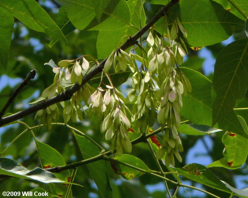 Pumpkin Ash (Fraxinus profunda) fruit