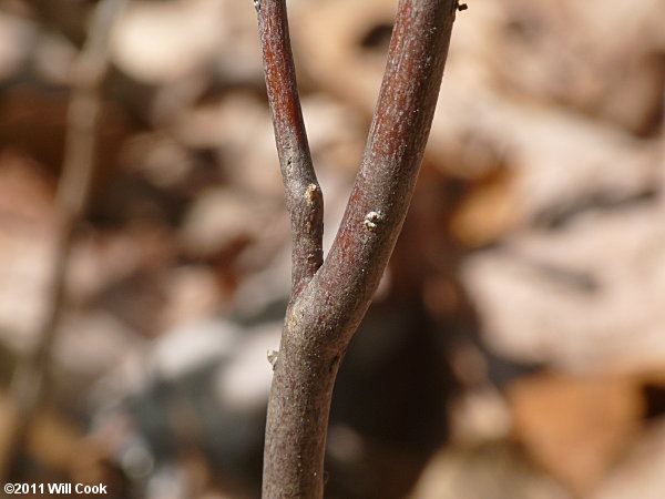 Black Huckleberry (Gaylussacia baccata)