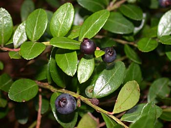 Box Huckleberry (Gaylussacia brachycera)
