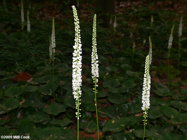 Galax (Galax urceolata) leaves