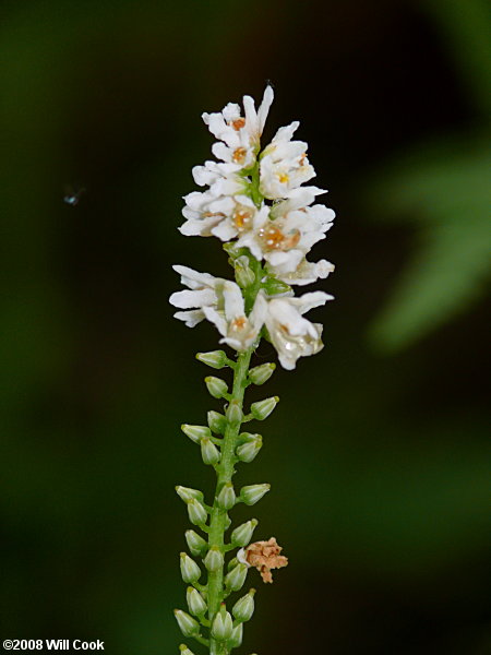 Galax (Galax urceolata) flowers