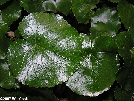 Galax (Galax urceolata)