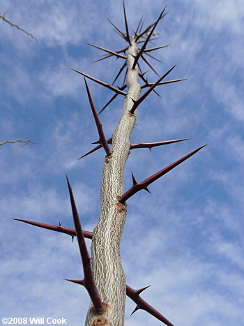 Honeylocust (Gleditsia triacanthos) thorns