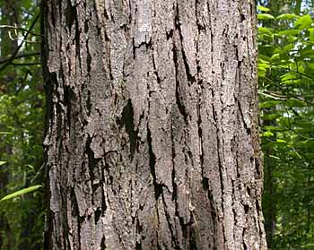 Honeylocust (Gleditsia triacanthos) bark