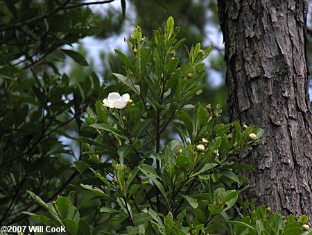 Loblolly Bay (Gordonia lasianthus)