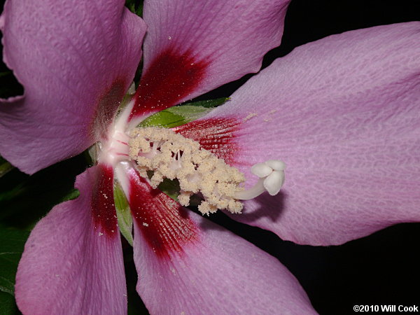 Rose-of-Sharon (Hibiscus syriacus) flower