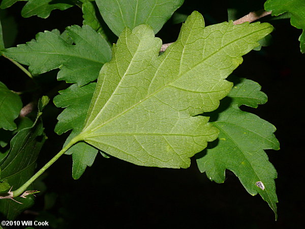 Rose-of-Sharon (Hibiscus syriacus) leaves
