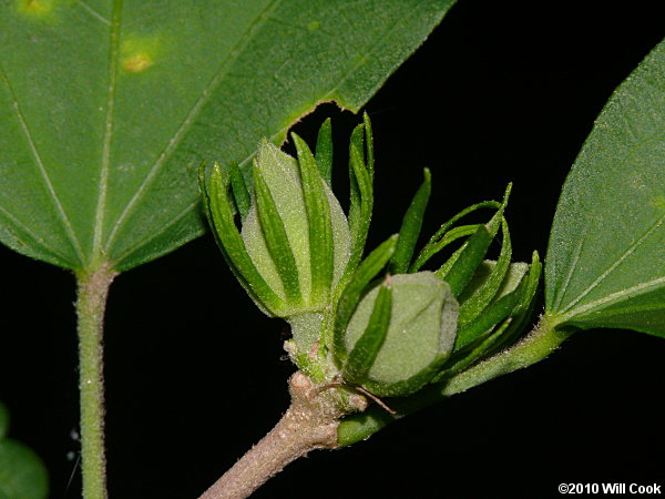 Rose-of-Sharon (Hibiscus syriacus) flower buds