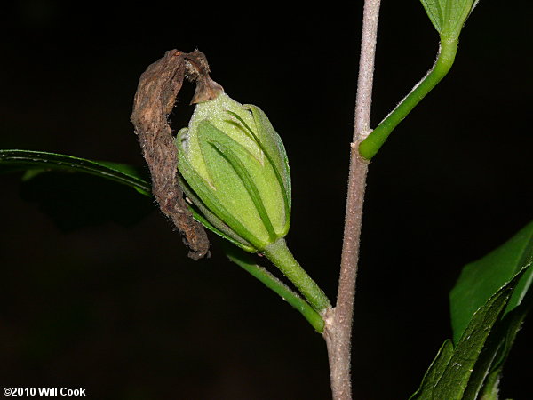 Rose-of-Sharon (Hibiscus syriacus) capsule