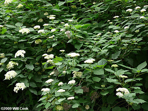 Wild Hydrangea (Hydrangea arborescens)