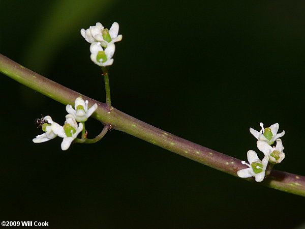 Dahoon (Ilex cassine) flowers