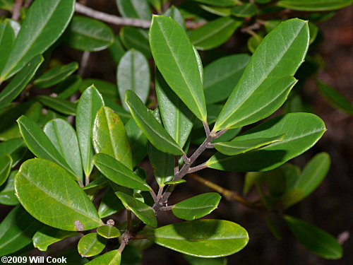 Dahoon (Ilex cassine) leaves