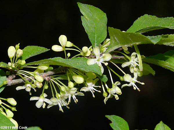 Possumhaw (Ilex decidua) flowers