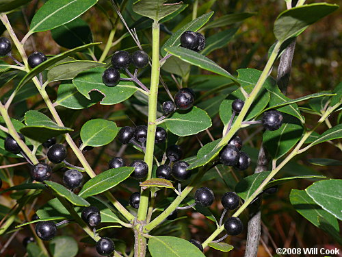 Inkberry (Ilex glabra) berries