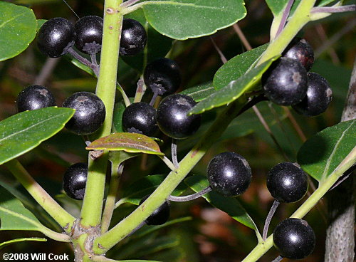 Inkberry (Ilex glabra) drupes