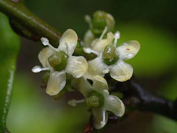 American Holly (Ilex opaca) female flowers