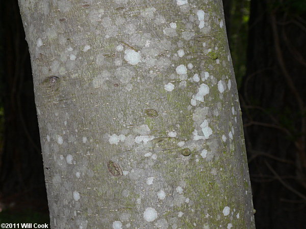 Yaupon (Ilex vomitoria) bark