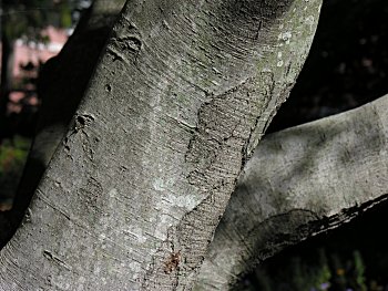 Yaupon (Ilex vomitoria) bark