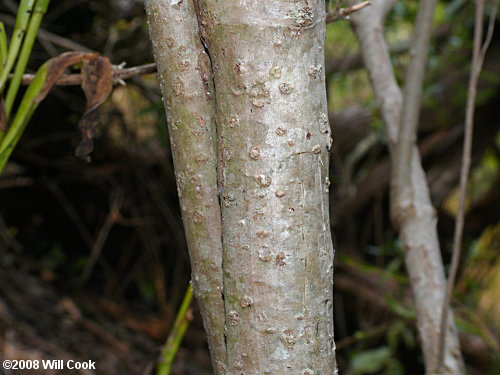 Southern Maritime Marsh-elder (Iva frutescens var. frutescens) bark
