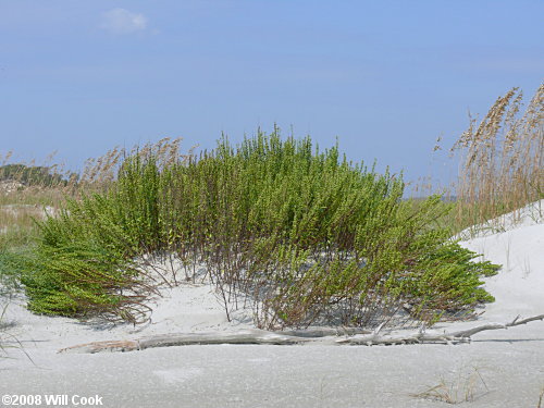 Dune Marsh-elder (Iva imbricata)