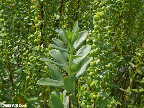 Dune Marsh-elder (Iva imbricata) flowers