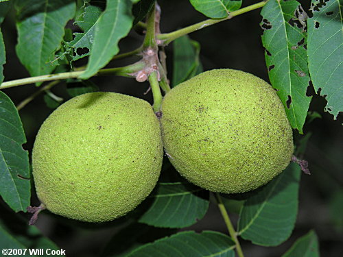 Black Walnut (Juglans nigra) nuts