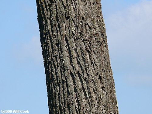 Black Walnut (Juglans nigra) bark