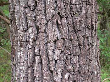 Black Walnut (Juglans nigra)