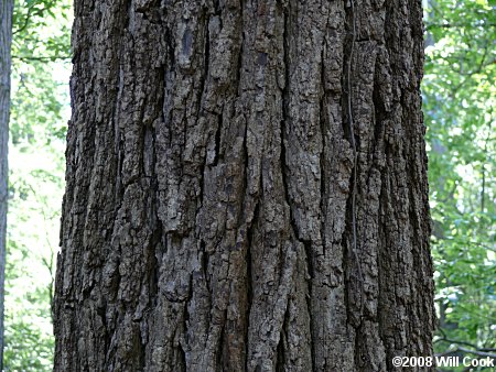 Black Walnut (Juglans nigra)