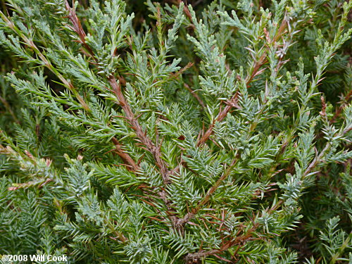 Southern Redcedar (Juniperus virginiana var. silicicola)