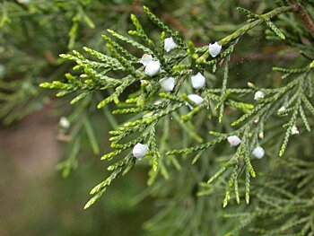 Eastern Redcedar (Juniperus virginiana)