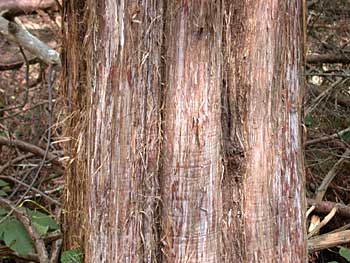 Eastern Redcedar (Juniperus virginiana)