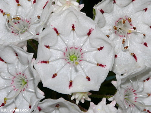 Mountain-Laurel (Kalmia latifolia) flowers