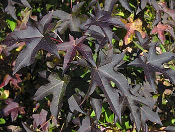 Sweetgum (Liquidambar styraciflua) fall leaves