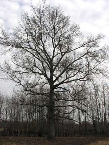 Sweetgum (Liquidambar styraciflua) tree