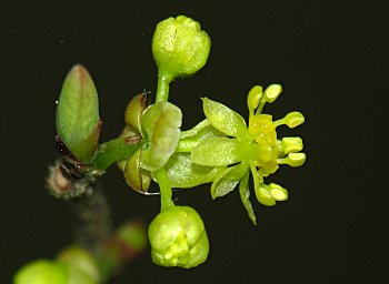 Bog Spicebush (Lindera subcoriacea) flowers