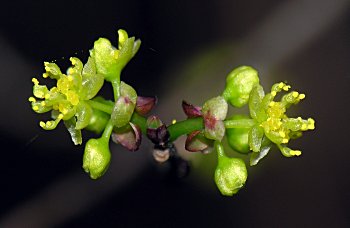 Bog Spicebush (Lindera subcoriacea) flowers