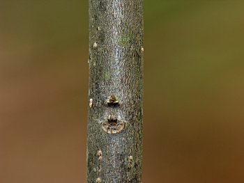 Bog Spicebush (Lindera subcoriacea) bark