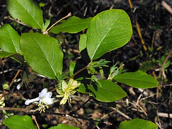 Sweet-breath-of-spring (Lonicera fragrantissima)