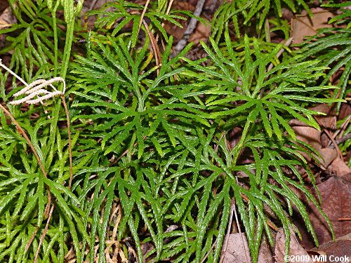 Running-Cedar, Fan Ground-Pine (Lycopodium digitatum)