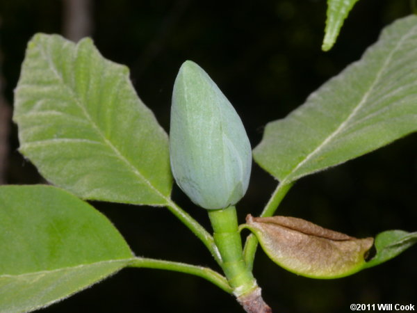 Cucumber-Tree (Magnolia acuminata) flower