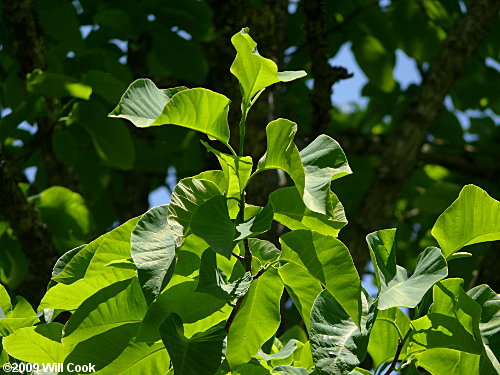 Cucumber-Tree (Magnolia acuminata) leaves