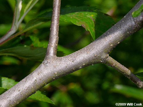 Southern Crabapple (Malus angustifolia) branch